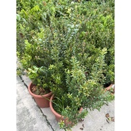 Syzygium Buxifolium (Boxleaf Eugenia, Fish-Scale Bush) real live plant free organic fertiliser 0.5kg