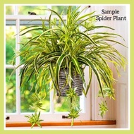 Top Air Purifying Plant Spider Plant Chlorophytum Comosum/Curly 吊兰/卷叶吊兰/金边吊兰