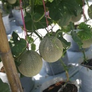 Benih Rock Melon 2 seeds | 7 seeds | 22 seeds