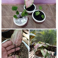 keladi caladium Thailand asli C-010