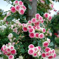 Climbing Vines Monthly Big Flowers Roses Flower Seedlings Four Seasons Flowers Vines Monthly Courtya