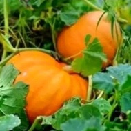 PROMO BENIH LABU WALUH MADU SUPER 50 BIJI TERLARIS DAN TERMURAH