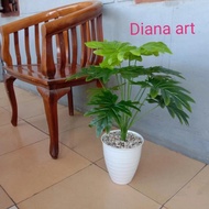 Terbaru Monstera Latex#Daun Monstera#Monstera Philodendrum#Monstera