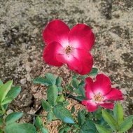 Climbing Rose Collection ( Red Flower ) : Vertical Beauty for Your Outdoor Oasis