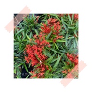 (GG real plant) ixora sri lanka  ixora pokok bunga hidup hiasan rumah live outdoor plant merah tumbu