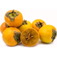 Anak Pokok Persimmon/Pisang Kaki Pelbagai Jenis (6 Jenis)