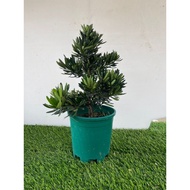 Podorcarpus Kekwa,Bonsai pokok,Pokok hidup,Live Plant