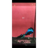 Ikan Betta Blue Samurai Pair