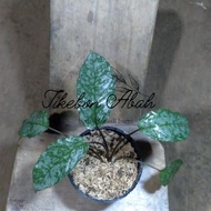 homalomena army sp.wadas