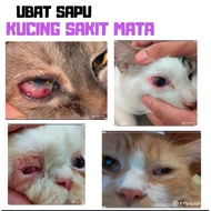 Ubat sapu sakit mata (kucing)