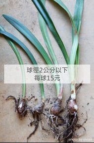 《孤挺花幼苗》樂透孤球15元/株(編號:D00)