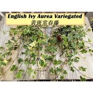 [LIVE PLANT] English Ivy Variegated Aurea 黄斑常春藤