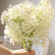 200Pcs white Gypsophila Seeds Benih Bunga Keladi Viral Fruit Seeds Flower Seeds Vegetable Benih Pokok Bunga Buah Benih Sayur Sayuran Bonsai Tree Live Plant Indoor Air Plants