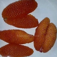 Telur Ikan Sembilang Telor Ikan Sembilang Segar Fresh 1Kg #Gratisongkir