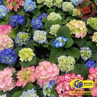 KUALITAS SUPER Tanaman Bunga Besar Hortensia Borondong Bunga Hidup Hydragea Bunga Borondong Super CO
