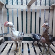 Sepasang Ayam Pelung Terbaik Asli Cianjur (2 Bulan) Terlaris