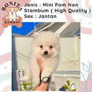 Jual Anjing Mini Pom Pomeranian Anakan Anjing Mini Pom Non Stambum