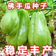 现货/*佛手瓜种子新款原装优质香脆球形农用瓜果蔬菜佛手瓜果庭院菜种籽chayote seeds new original high quality crispy spherical20251205