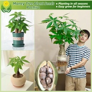 เมล็ดพันธุ์ ต้นศุภโชค ไม้มีเงิน ต้นไม้เงิน บรรจุ 2 เมล็ด Pachira Money Tree Seeds ต้นถั่วศุภโชค ต้นไ