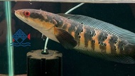 Channa Red Barito/Channa/Live Fish/Import From Indonesia/Freshwater印尼红梅花/梅花斑/活鱼(Sin Quan Aquaculture