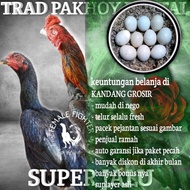 Ayam Bangkok Pakhoy Super jalu Thailand jantan betina telur fertil