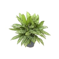 Aglaonema Silver Queen Plant - Fresh Gardening Indoor Plant Outdoor Plants for Home Garden