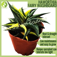 [Local Seller] Haworthia Fairy Washboard Succulent Outdoor Plant Potsize 7 cm | The Garden Boutique 
