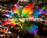（ E-commerce Purchase ） Hosta Seeds Cold-Resistant Shade-Tolerant Perennial Hosta Spring Stick White