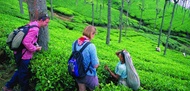 Tour Riêng Trong Ngày Nuwara Eliya Từ Ella