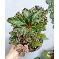 Tanaman hias Begonia Selada / begonia brazil hijau / begonia berduri