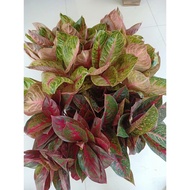 MOONLIGHT BESAR - Tanaman Hias Aglaonema Aglonema