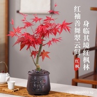 [Exquisite Packaging] Japanese Red Maple Tree Potted Plant Courtyard Balcony Four Seasons Good Raisi