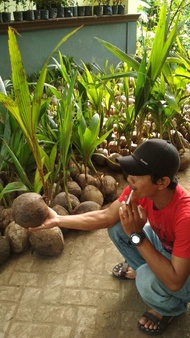 Bibit Kelapa Hijau