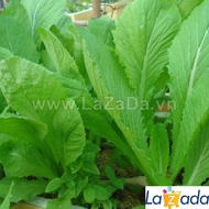 1KG Hạt Giống Cải Bẹ Xanh (| Y12*X45)