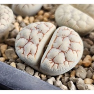 Lithops Gracilidelineata red veins lines C189A/C374A/C373A/C261A 优选荒玉拿铁latte succulent plant