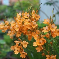 [Orange Iris Orchid] Quelin Garden Iris Planting Ball Years Old Autumn Sowing Influencer Plants Good