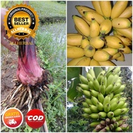 Bibit tunas pisang lampung terbaik bonggol pisang