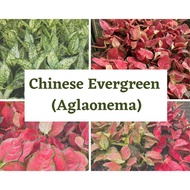 Chinese Evergreen (Aglaonema)