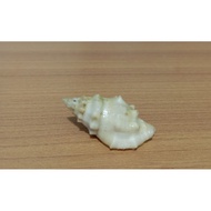 Drupella Cornus shell