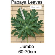 💯 % Fresh Organic [JUMBO] Washed PAPAYA LEAVES  🔸 60-70cm in size per leaf