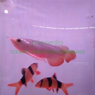 arwana golden red 20cm