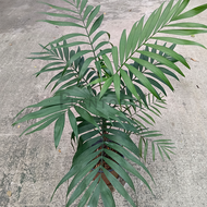 [Plantopia] Bamboo Palm | Pokok Hidup | Real Live Plant