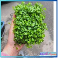 Gotu kola - Aquatic plant grown on the aquarium floor without CO2