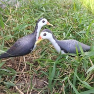 JONTROT KAREO RUAK2 / DEKOY BONEKA PATUNG BURUNG SAWAH TRUWOK sangat mirip asli