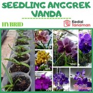 Seedling Anggrek Vanda Hybrid