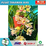 CV anggrek Cymbidium golden / Bunga Anggrek Tanah / Anggrek / tanaman bunga hias hidup murah hiasan -tanaman hias hidup-bunga hias hidup-tanaman hidup-bunga hidup-bunga anggrek hidup-bunga gantung hidup-tanaman hias asli