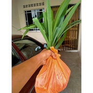 Daun Pandan / Pandan Leaf & Anak pokok/benih pandan
