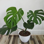 ready Tanaman hias monstera borsigiana - monstera borsigiana murah