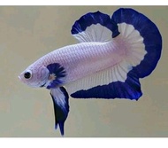 Ikan Cupang Blue Rim Jantan Ori