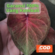 Tanaman hias caladium keladi red stone hybrid new variant